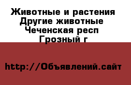 Животные и растения Другие животные. Чеченская респ.,Грозный г.